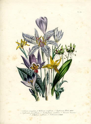 Erythronium (Dog's-Tooth Violet) - Melanthaceae - Bulbocodium  - Merendera - Melanthium - Colchicum (Meadow Saffron)