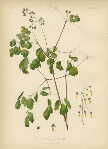 Early Meadow-Rue Early Meadow-Rue