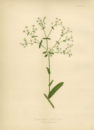 Flowering Spurge Flowering Spurge