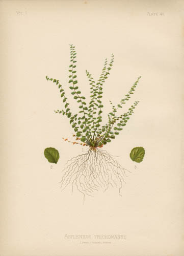 English Maiden-Hair English Maiden-Hair