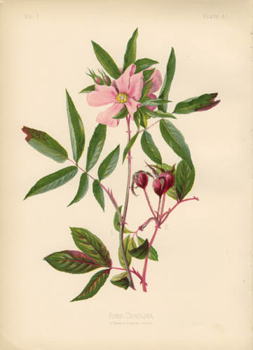 Swamp Rose Swamp Rose