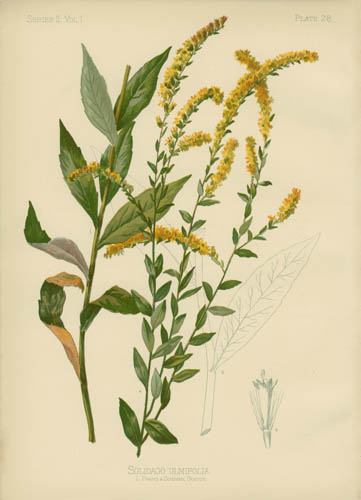 Elm-Leaved Golden-Rod