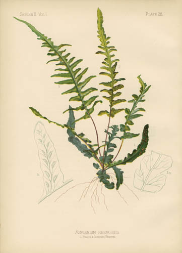 Scott's Spleenwort
