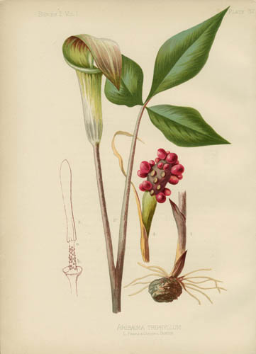 Three-Leaved Indian Turnip