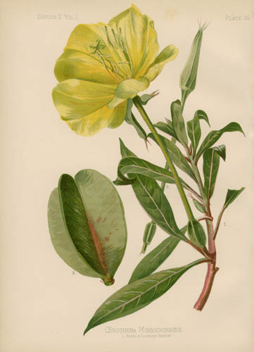 Large-Fruited Evening Primrose