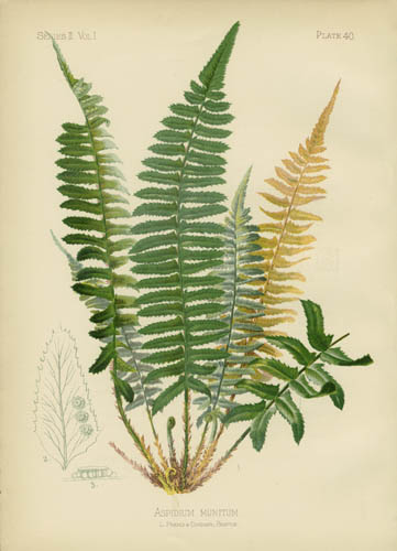 Chamisso's Shield-Fern