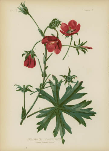 Purple Poppy-Mallow Purple Poppy-Mallow