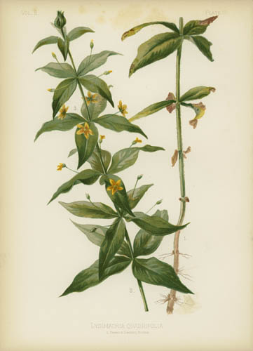 Four-Leaved Loosestrife
