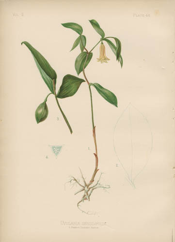 Sessile-Leaved Bell-Wort