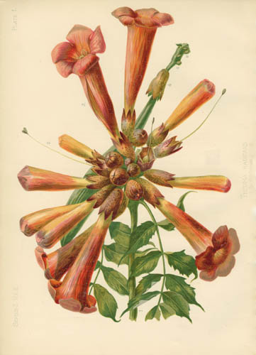 Trumpet-Flower
