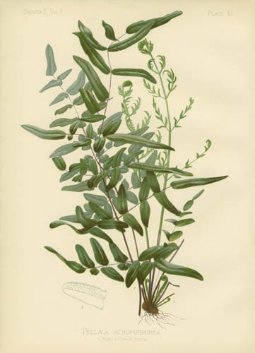 Dark Purple Rock-Brake