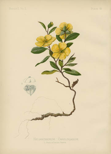 Carolina Sun Rock-Rose