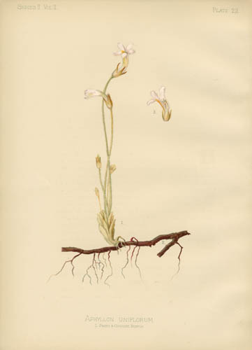 One-Flowered Broom-Rape One-Flowered Broom-Rape