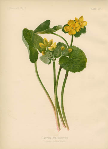 Marsh-Marigold Marsh-Marigold