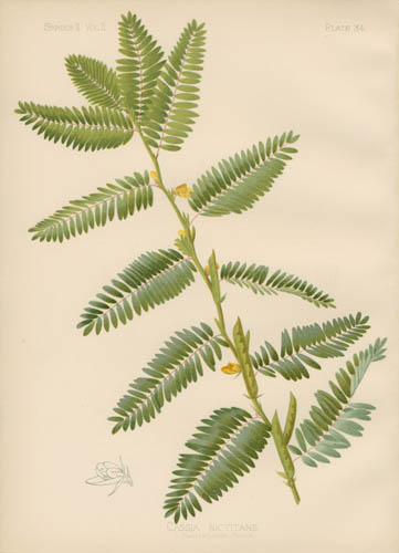 Small-Flowered Wild Sensitive Pea