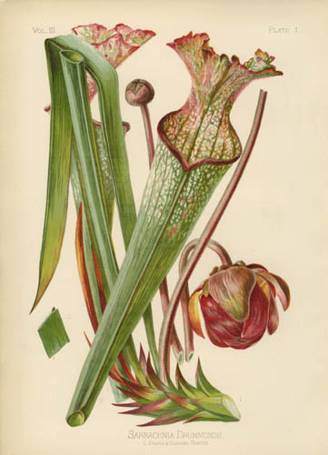 Drummond's Pitcher Plant
