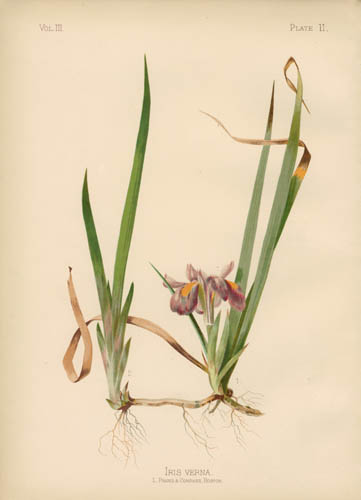 Spring Iris