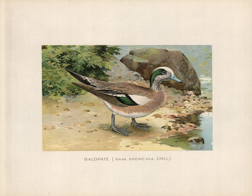 Baldpate (Anas Americana Baldpate (Anas Americana
