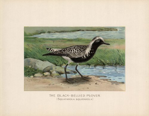 The Black-Bellied Plover (Squatarola Squatorola)