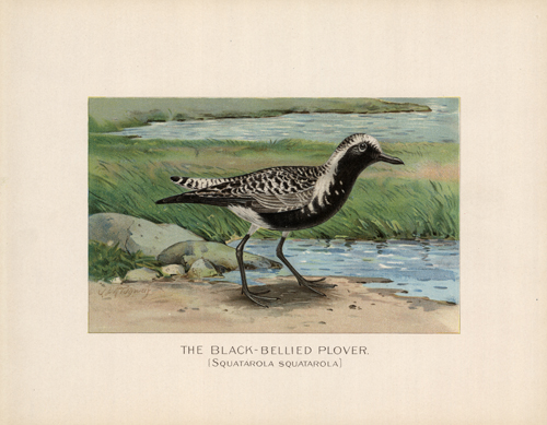 The Black-Bellied Plover (Squatarola Squatorola) The Black-Bellied Plover (Squatarola Squatorola)