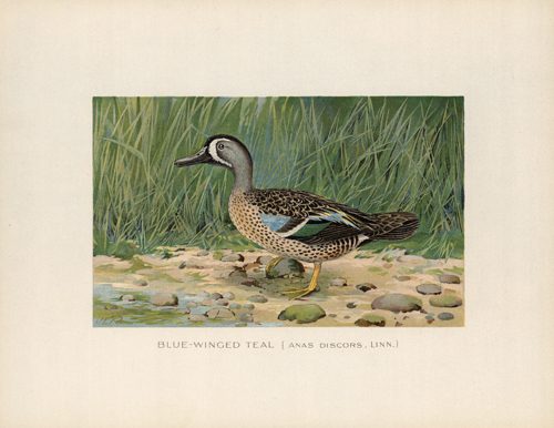 Blue-Winged Teal (Anas Discors