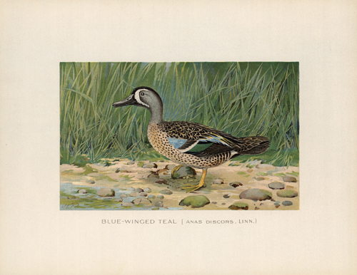 Blue-Winged Teal (Anas Discors