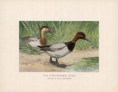 The Canvasback Duck (Aythya Vallisneria)