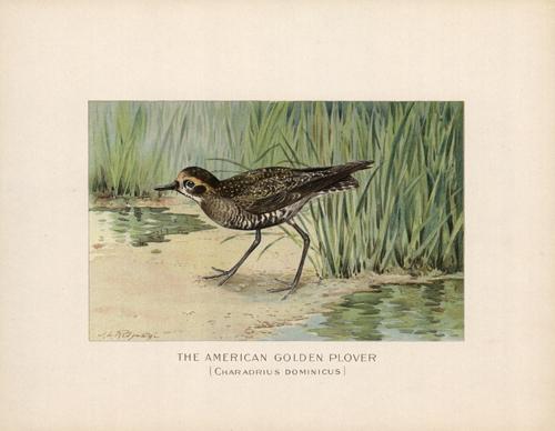 The American Golden Plover (Charadrius Dominicus) The American Golden Plover (Charadrius Dominicus)