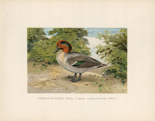 Green-Winged Teal (Anas Carolinensis