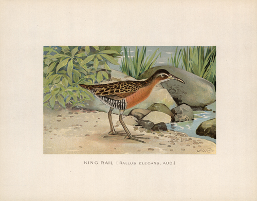 King Rail (Rallus Elegans