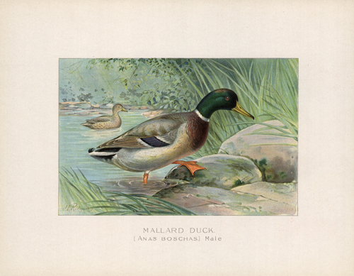 Mallard Duck (Anas Boschas)