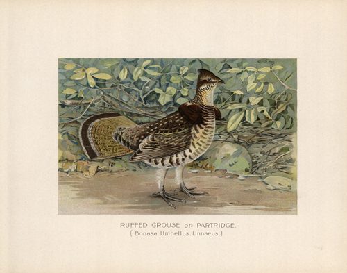 Ruffed Grouse or Partridge (Bonasa Umbellus
