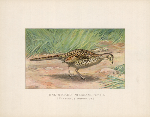 Ring-Necked Pheasant
