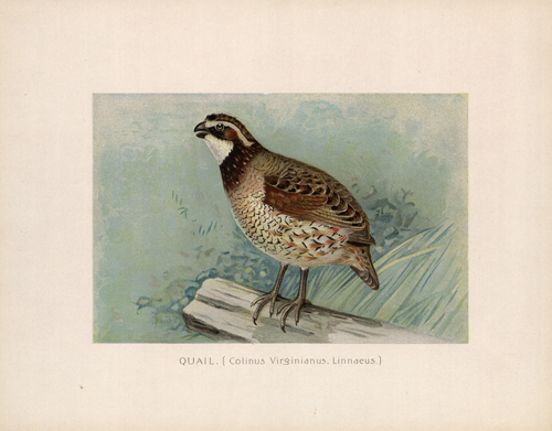 Quail (Colinus Virginianus