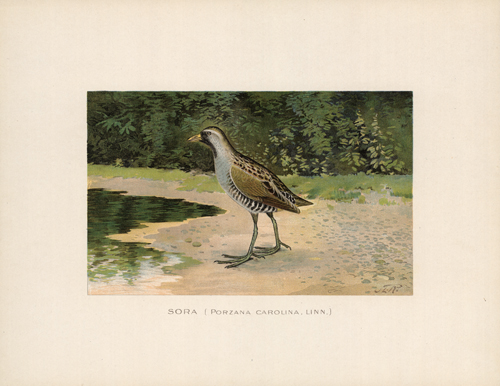 Sora (Porzana Carolina