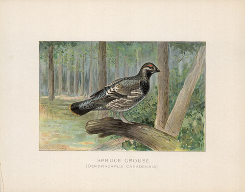 Spruce Grouse (Dendragapus Canadensis)