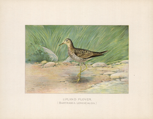 Upland Plover (Bartramia Longicauda)