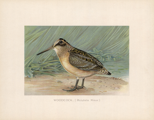 Woodcock (Philohela Minor) Woodcock (Philohela Minor)