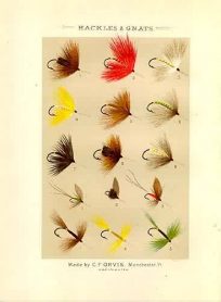 Hackles and Gnats