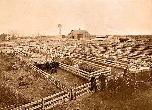 Sheep Farm Near Ft Collins