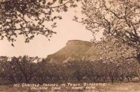 Mt. Garfield Framed in Peach Blossoms