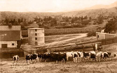 Herd of Holstein at Woodmen