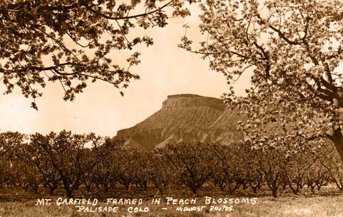 Mt. Garfield Framed in Peach Blossoms - Palisade