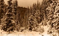 Creek between Twin and Alexander Lakes - Grand Mesa