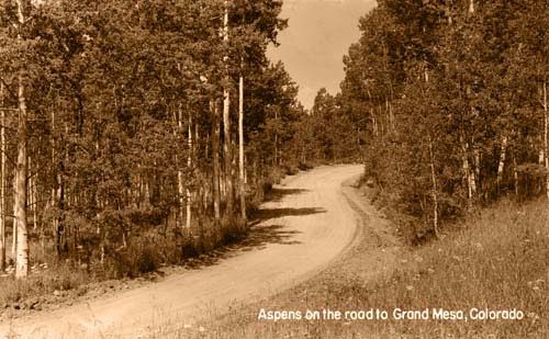 Aspens on the Road to Grand Mesa