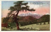 Vista in Estes Park showing Long's Peak and Japanese" tree - Rocky Mountain National Park"