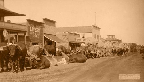 Ox teams at Sturgis