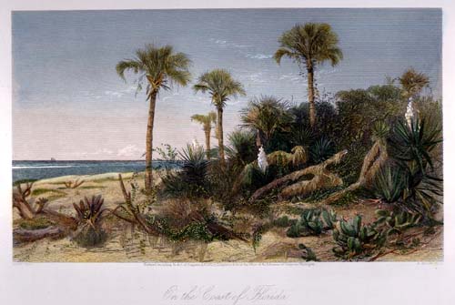 On the Coast of Florida