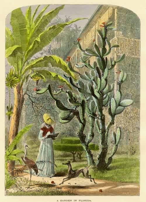 A Garden in Florida A Garden in Florida