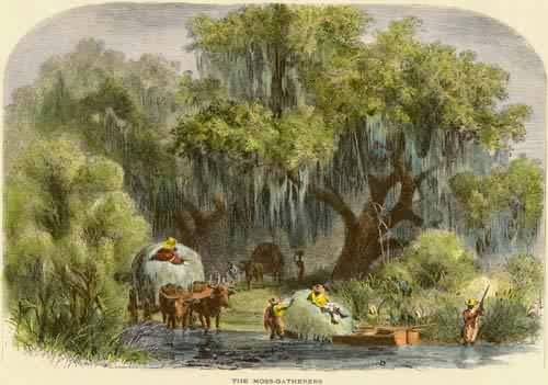 The Moss Gatherers - Louisiana